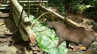 A melhor armadilha para pegar capivara