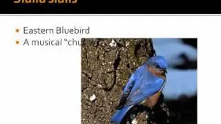 North and Central American Bird Species Names and Calls Boobs!