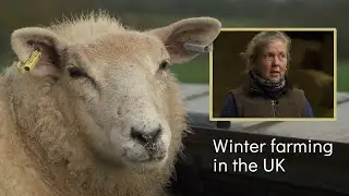 Winter Farm Life in Tier 4 | British Farming