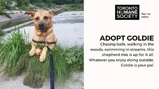 Adopt Goldie - A Long Stay Dog at Toronto Humane Society