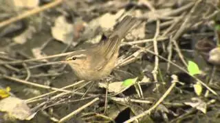 Dusky Warbler (Phylloscopus fuscatus)