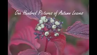 One hundred pictures of autumn leaves