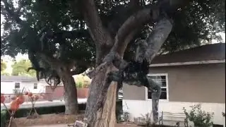 Residents in a suburb made animatronic tree arms for Halloween 🎃