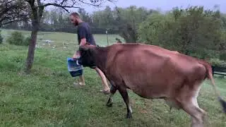 Calf share homestead milking