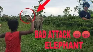 BAD ATTACK ELEPHANT😱😱😡#danger #attack #boy #elephant #attack #trending #viralvideos