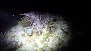 Night Dive with Key Dives