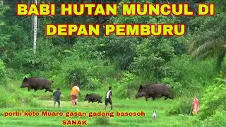 Berburu babi hutan di Koto Muaro-gasan gadang❗Babi hutan Muncul Di Depan pemburu #channelperdana02 
