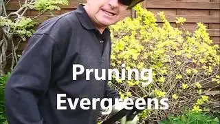 Pruning evergreens to encourage more blooms - Step one