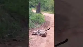 වැදිලා ඉන්නේ...😁😂🇱🇰🐆#viral #wildlife #shortvideos #shorts #viralreels #fyp #leopard