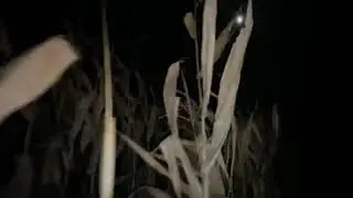 CORNPOP: CORNSPIRACY 🌽