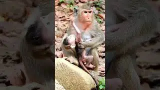 Cute monkey baby asks for go walking very funny but mother hugs him  #monkeybaby #babyanimal