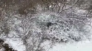 Curatare pasuni indiferent de vreme