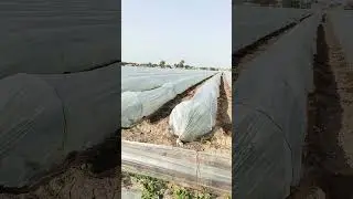 Strong Winds Hit Tunnel Farming 🌪️ | Extreme Weather in Fields