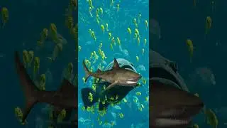 Shark swimming|shark video| Tiger shark #short #viral #trending #animation #srk #cartoon #1K