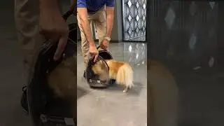 Bag for dog outdoor carry | Dog Puppy #shortvideo #shorts