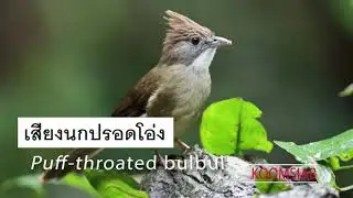 #เสียงต่อนก #เสียงต่อสัดป่า เสียงต่อนกปรอดโอ่ง เสียงนกปรอดโอ่ง มาเปันฝูง​100%
