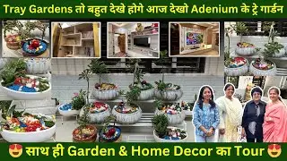 Tray Gardens तो बहुत देखे होगे आज देखो Adenium के ट्रे गार्डन | साथ ही Garden & Home Decor का Tour
