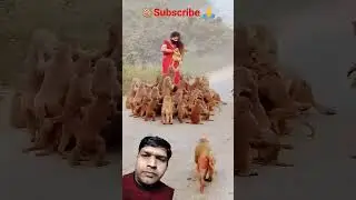 Short #comedyfilms #funny #monkey #funnycomedy #entertainment #sabhisabhi #madat#karni#chahiye#