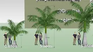 R&aacute;pido de crecimiento de la 🌴 Palmera Real Cubana, Imperial o Royal Palm (Roystonea regia)