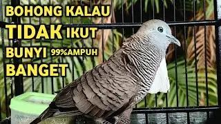 Perkutut Lokal Gacor Suara Super Kristal - Pancingan Malas Bunyi  (99%AMPUH BANGET)