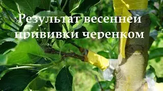 Результат весенней привики 2020