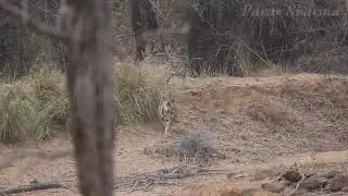 Bandhavgarh Tiger In Khitauli