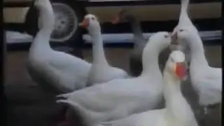 I Love Toy Trains Duck Jokes