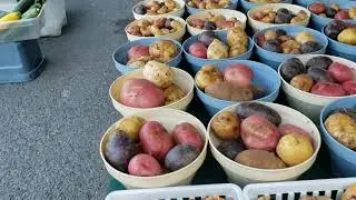 Khws Muag Zaub Noj Nyob Montana || Hmong Montana Farmer's Market