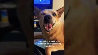 Dog sneezing 🤣🤣🤣#dog #doglover #funny #funnyvideo #cutedog #happy