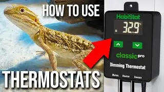How To Use a Reptile Thermostat Guide