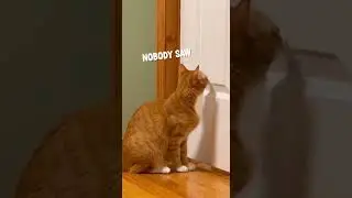 The Spider-Cat #cute #funny #animal #cat #shorts
