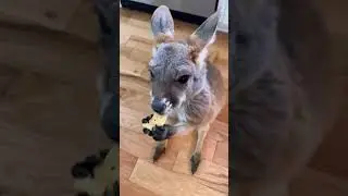 #shark #kangaroo #dog #cow #tiktok #animals