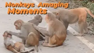 Monkey's funny video # monkey comedy videos funny laughing # #funnymonkey 🐒🐒