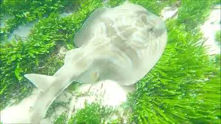 Eastern Fiddler Ray