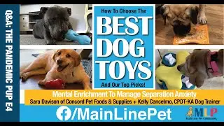 Best Dog Toys For Anxiety, Best Interactive Toys, Best Dog For Power Chewers. The Pandemic Pup: E4