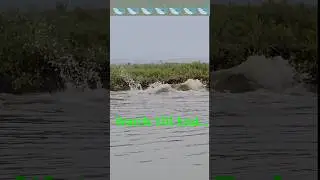 Dolphin fighting🤔🤔 #shorts #fish #fishfight