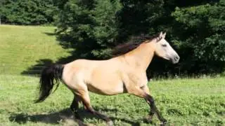 American Curly Horse - Oakesmuir Aberfoyle    ....aka - Buttermilk