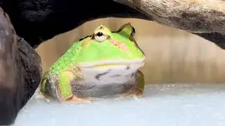 カエルの餌やりと、ヒクヒクを眺め続ける