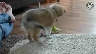 Dog with Parrot.