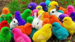 Seru Banget! Tangkap Ayam Lucu Warna Warni, Bebek & Kelinci Gemes