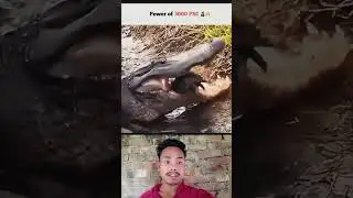 Power of 3000 PSI 💀😨 #crocodile #turtle #trollface #shorts