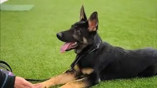 Försvarsmaktens Limbo