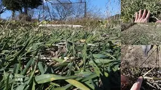 「六条大麦」の麦踏み《第四回｜1月下旬踏み②3年目の畑》遅蒔きの六条大麦の麦踏み〜26年1月22日