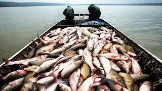 How To Harvest Thousands Tons of Carp Fish   Asian Carp Fish Processing in Factory   Carp Hatchery