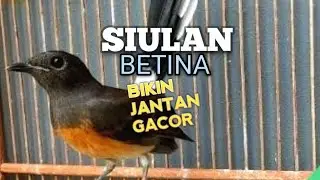SUARA MURAI BATU BETINA memanggil jantan agar Emosi jadi NYAUT BUNYI BONGKAR MATERI ISIAN 