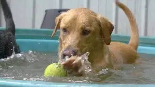 Summer Pet Care & Safety