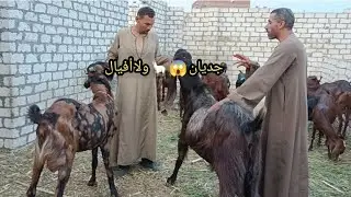 لاول مرة الباكستاني العملاق مع عم رجب مصدوم من حقه اول مره يشوف الأحجام العملاقة دي