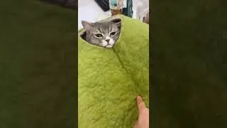 cat bill#reels #funny