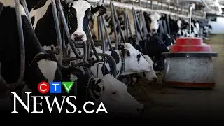 How does Canada's dairy industry's supply management system work?