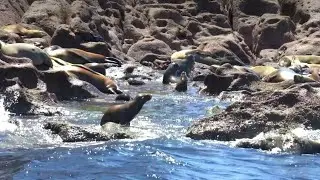 Colony of sea lions resists decline in Mexico | AFP